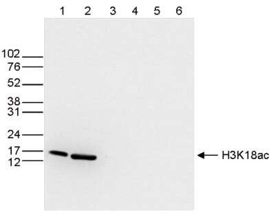 Western Blot: Histone H3 [ac Lys18, Dimethyl Arg17] Antibody [NBP2-59217]